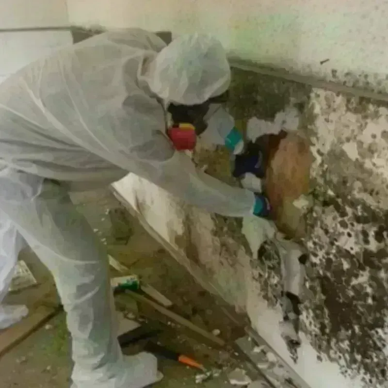 Mold Remediation and Removal in Frederick County, VA